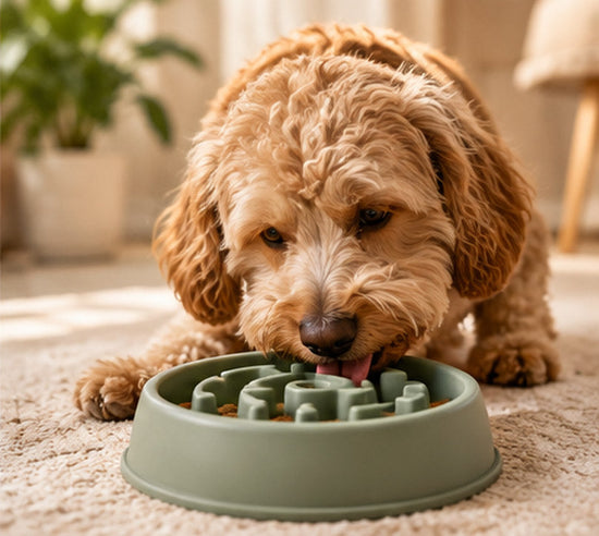 Illustrative lifestyle photo for Slow Feeding dog enrichment products